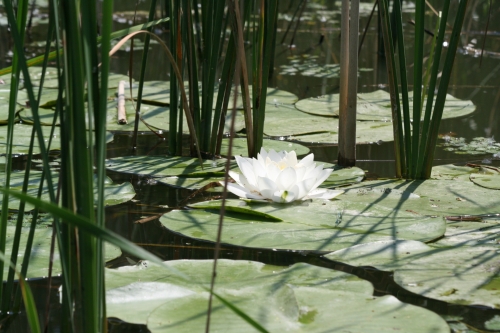 Tisza-tó vízitúra kép3951