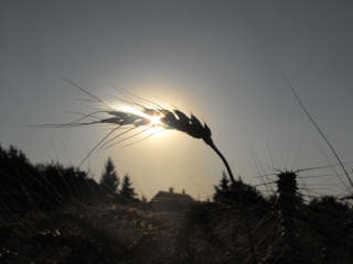 Kalász