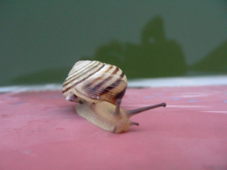 Csiga